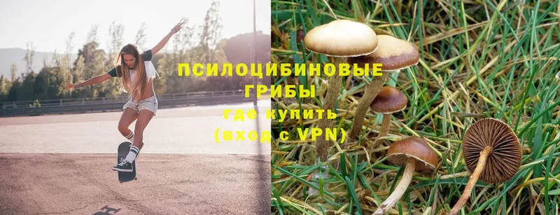 Галлюциногенные грибы GOLDEN TEACHER  Зеленогорск 